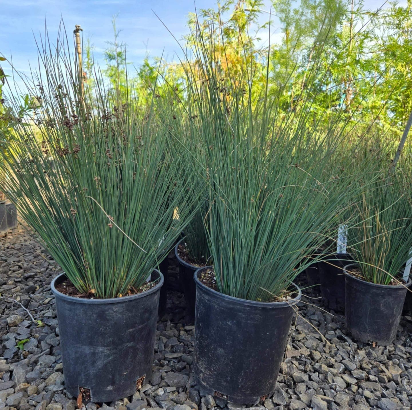 Several pots of vibrant green spreading rush plants with brown seed heads at The Nursery Outlet. - Photo 1