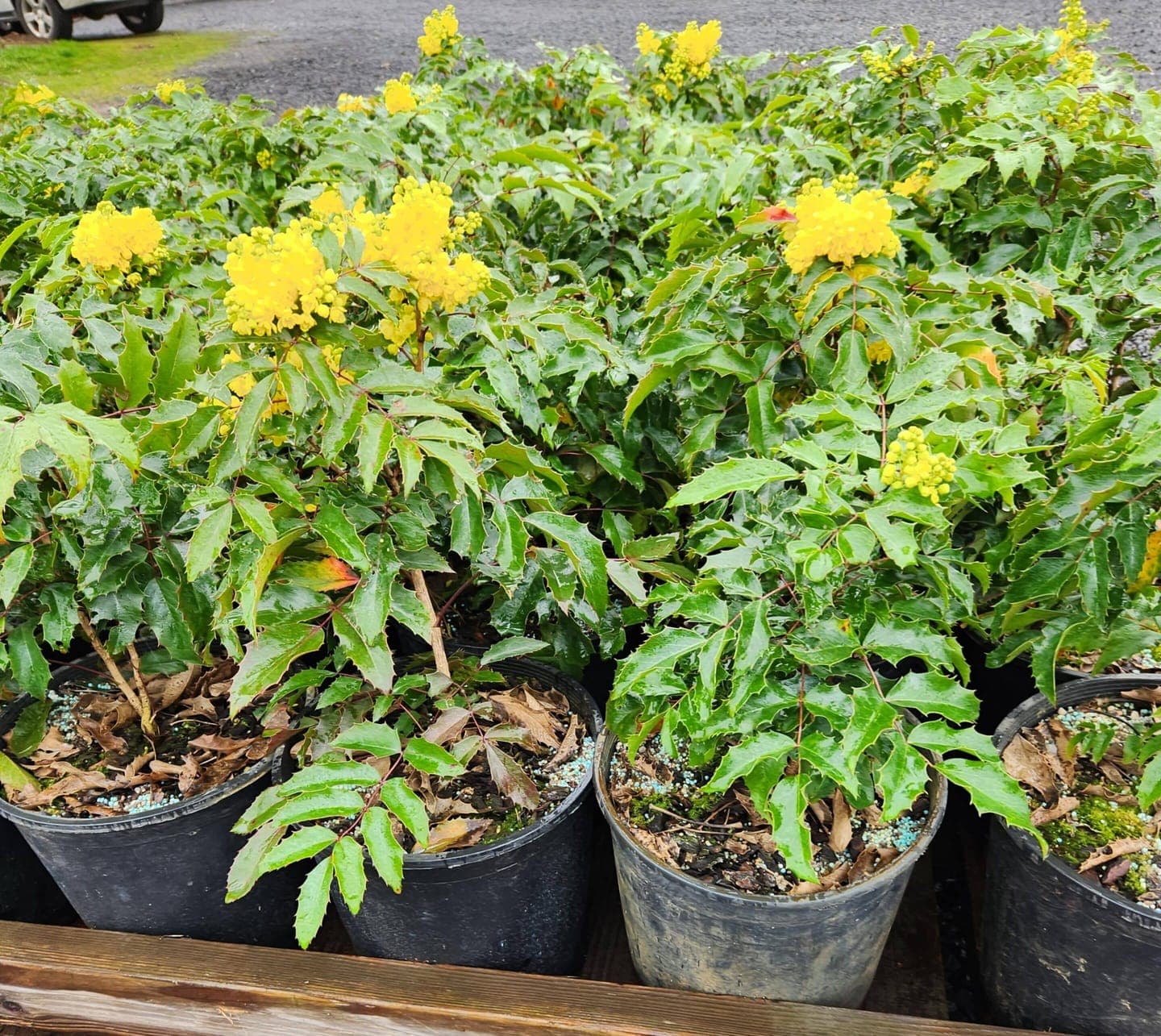 Numerous potted tall Oregon grape shrubs displaying bright yellow flowers.