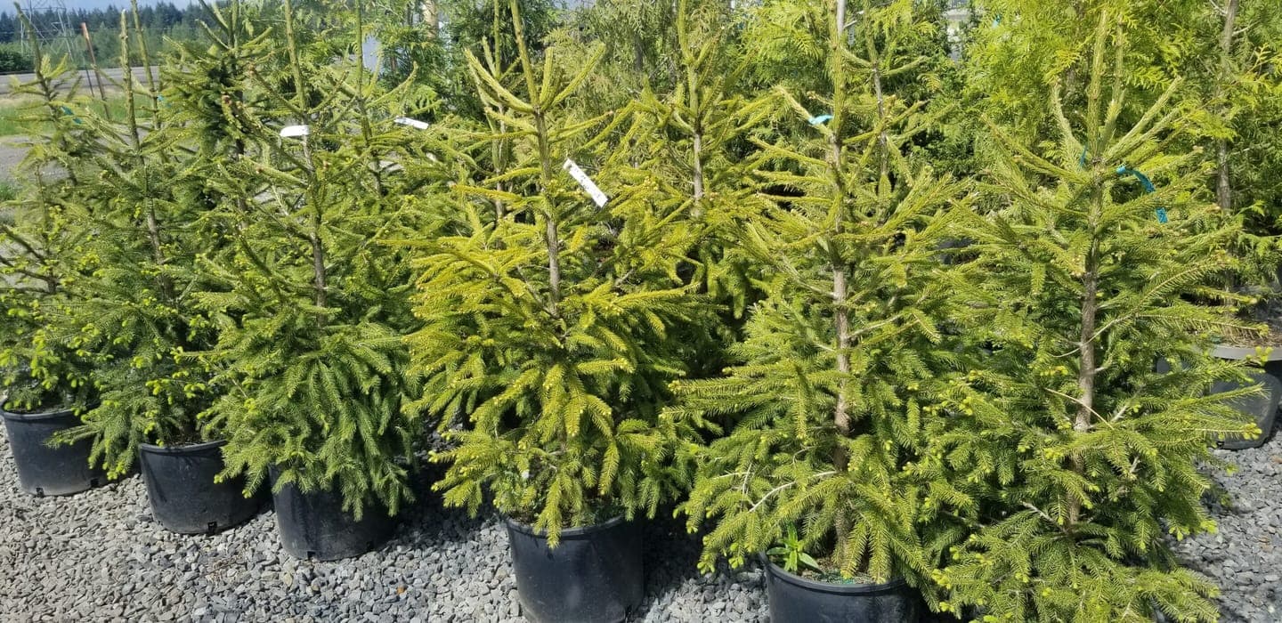 Picea sitchensis/Sitka Spruce