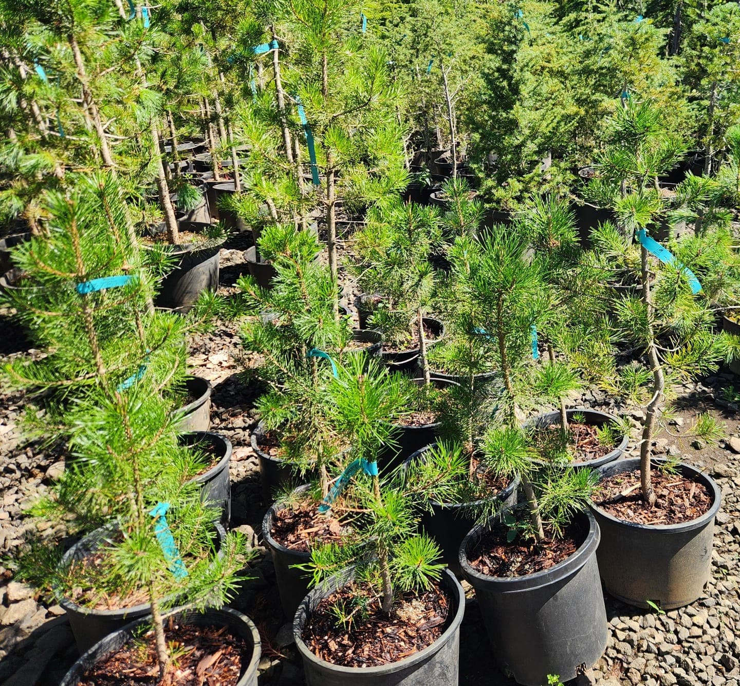 A group of Murrayana Pine trees with dense green foliage, ideal for large-scale planting and reforestation. - Photo 1
