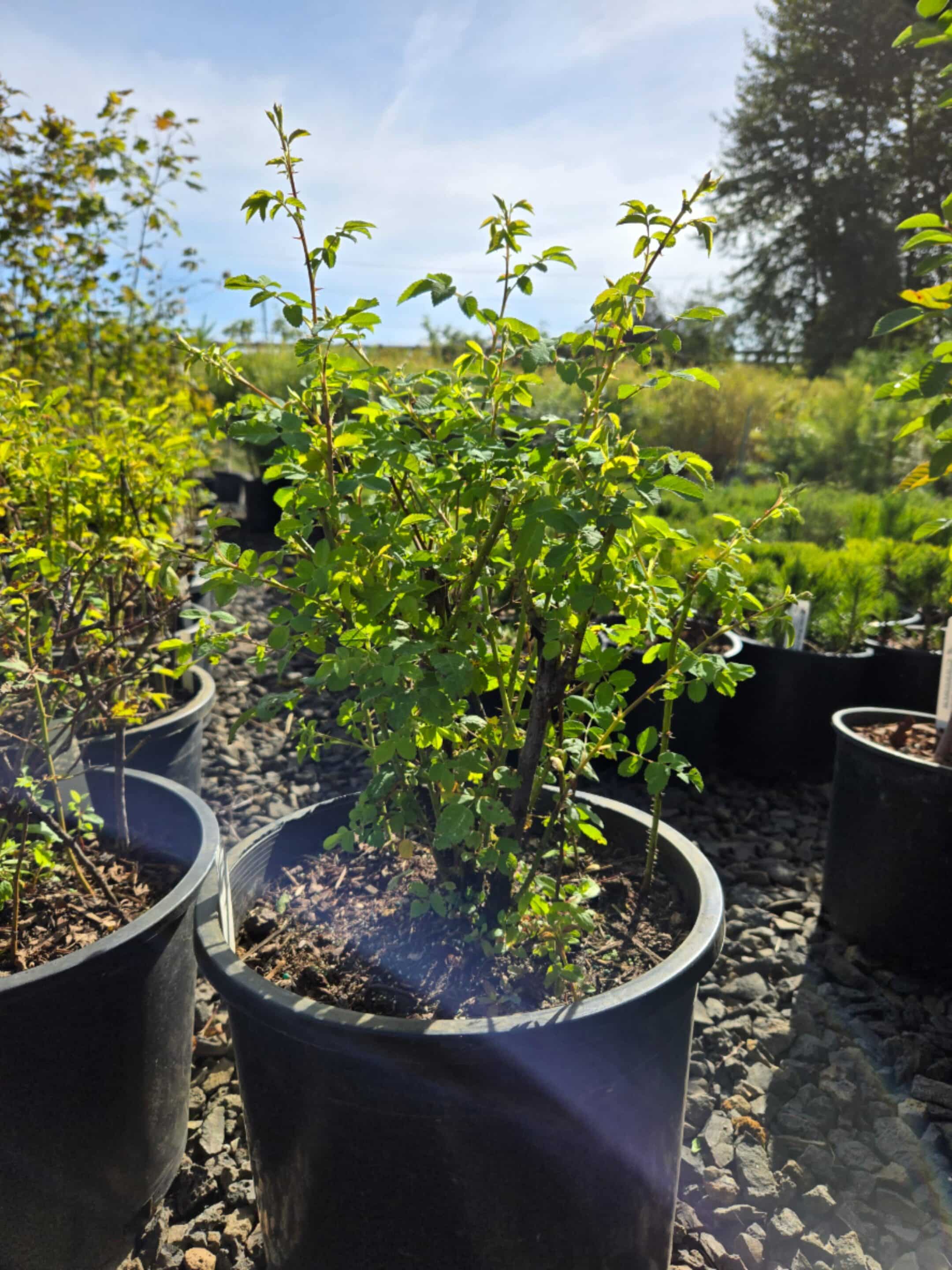A potted Swamp Rose plant with delicate pink flowers and lush green foliage, ready for planting. - Photo 1