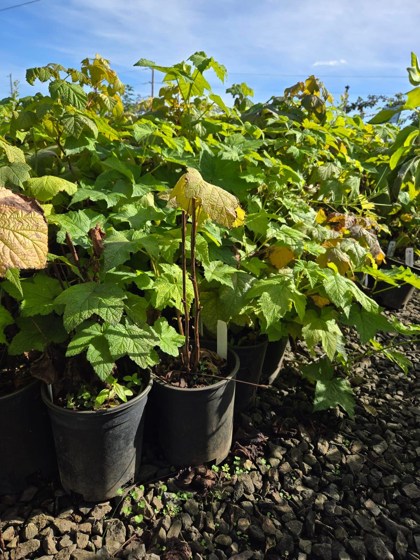 A group of Thimbleberry shrubs with lush foliage and ripening red berries, ideal for natural landscapes. - Photo 1