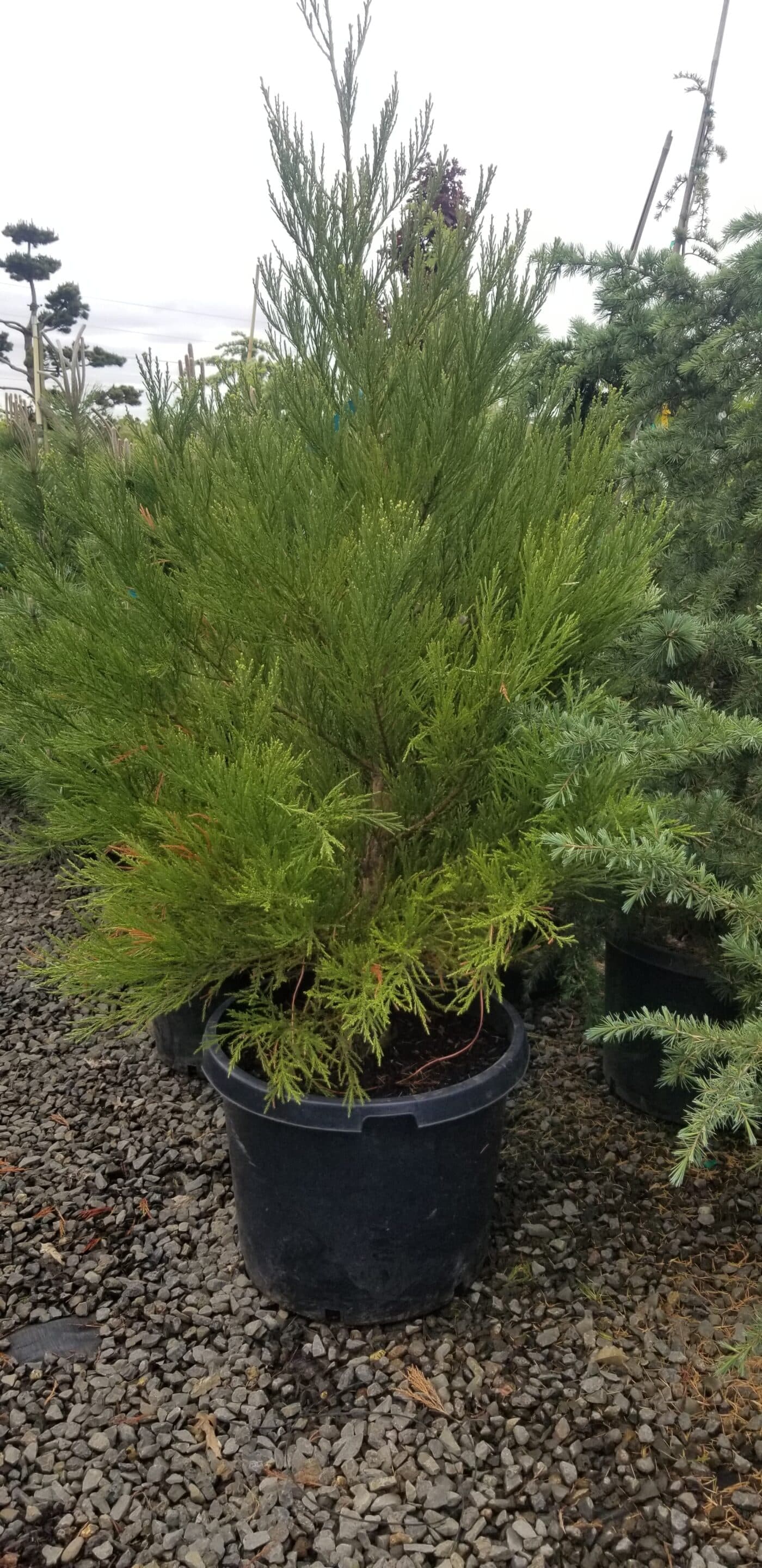 A potted Giant Sequoia with vibrant green needles and a strong central trunk, ready for planting.