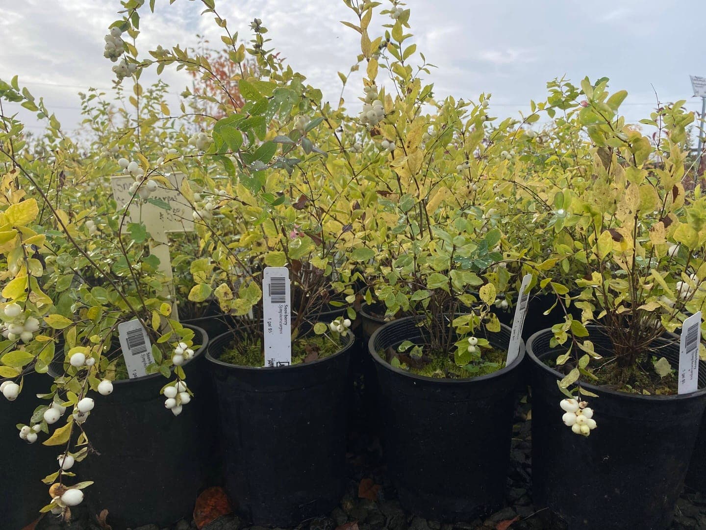 A group of Snowberry shrubs with dense foliage and abundant white berries, ideal for natural landscapes. - Photo 1