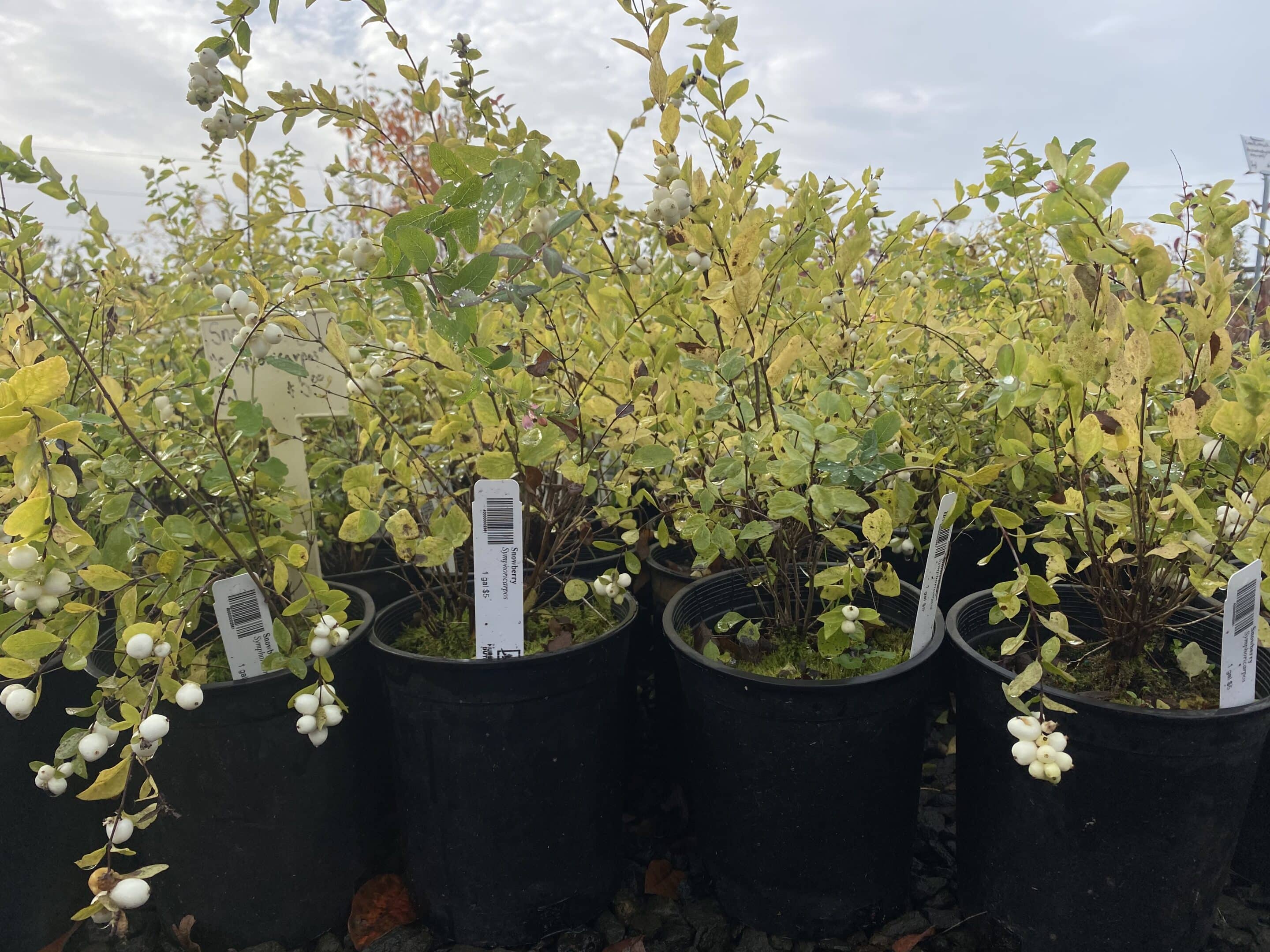 A group of Snowberry shrubs with dense foliage and abundant white berries, ideal for natural landscapes. - Photo 1