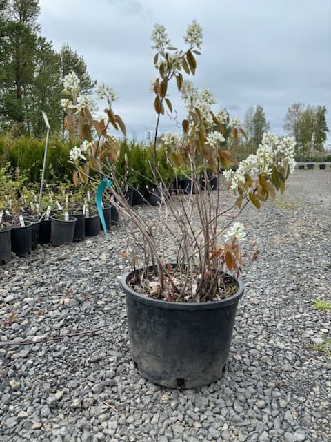 Potted Western serviceberry with white blossoms and new reddish-brown leaves.