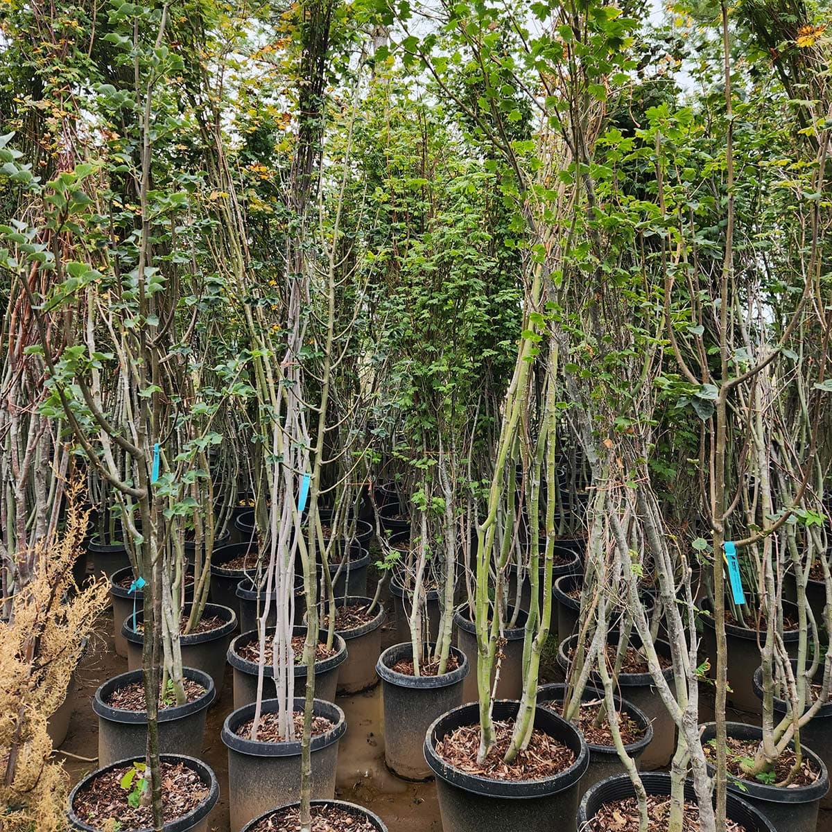 Forest of tall Vine Maple trees in black containers, ready for new homes at The Nursery Outlet.