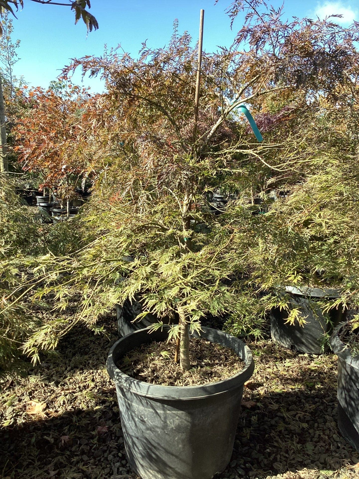 Acer palmatum 'Atropurpureum'/Atropurpureum Japanese Maple