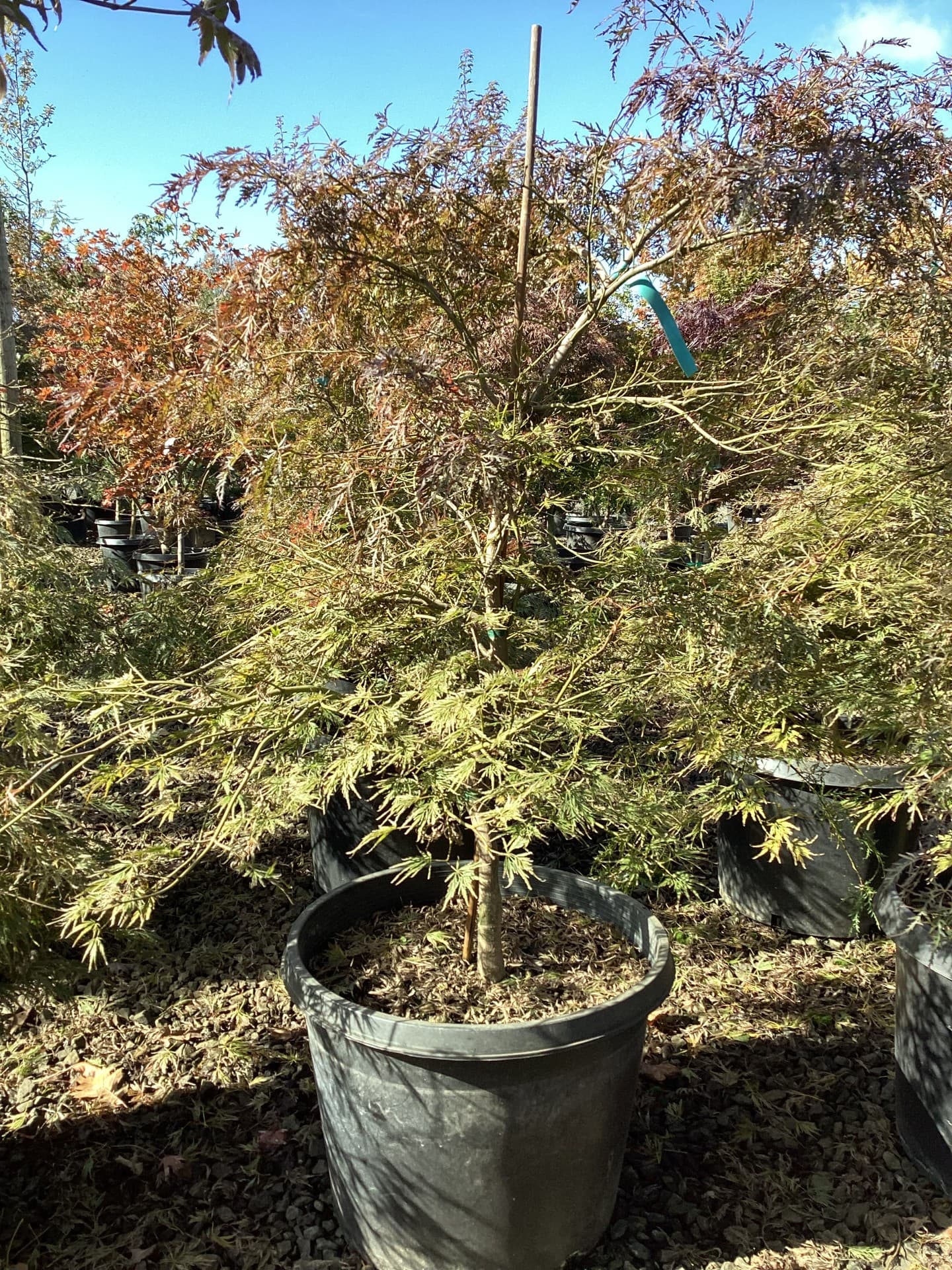 Acer palmatum 'Atropurpureum'/Atropurpureum Japanese Maple - Photo 1