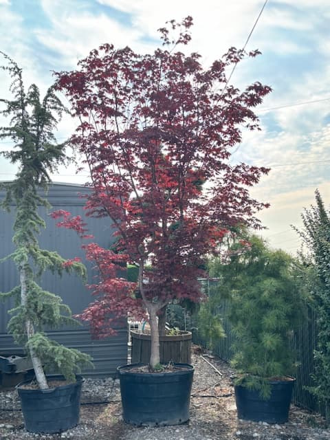 Potted bloodgood maple with vibrant reddish-purple leaves at The Nursery Outlet.
