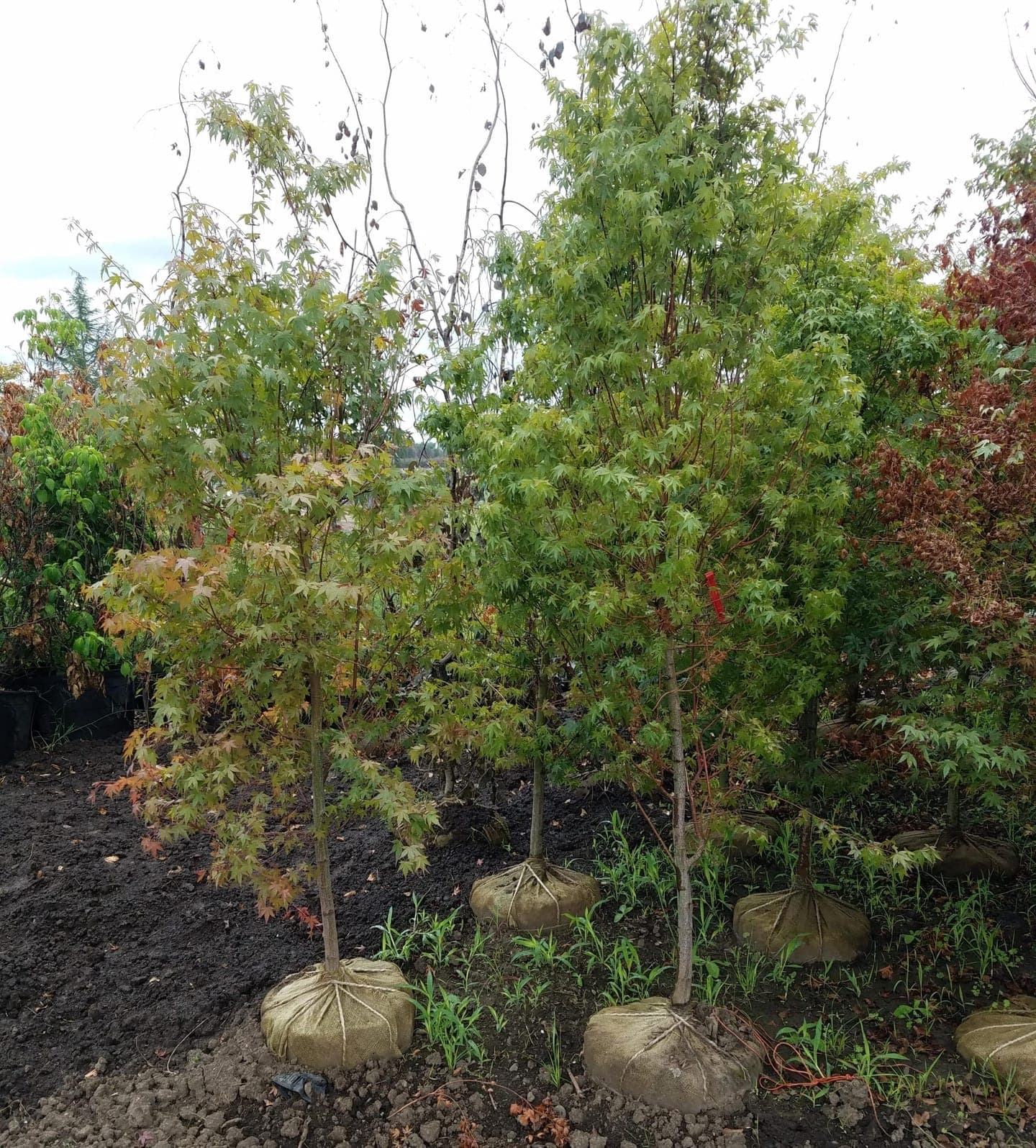 Potted Green Japanese Maple with delicate, green, lobed leaves, ready for planting. - Photo 1
