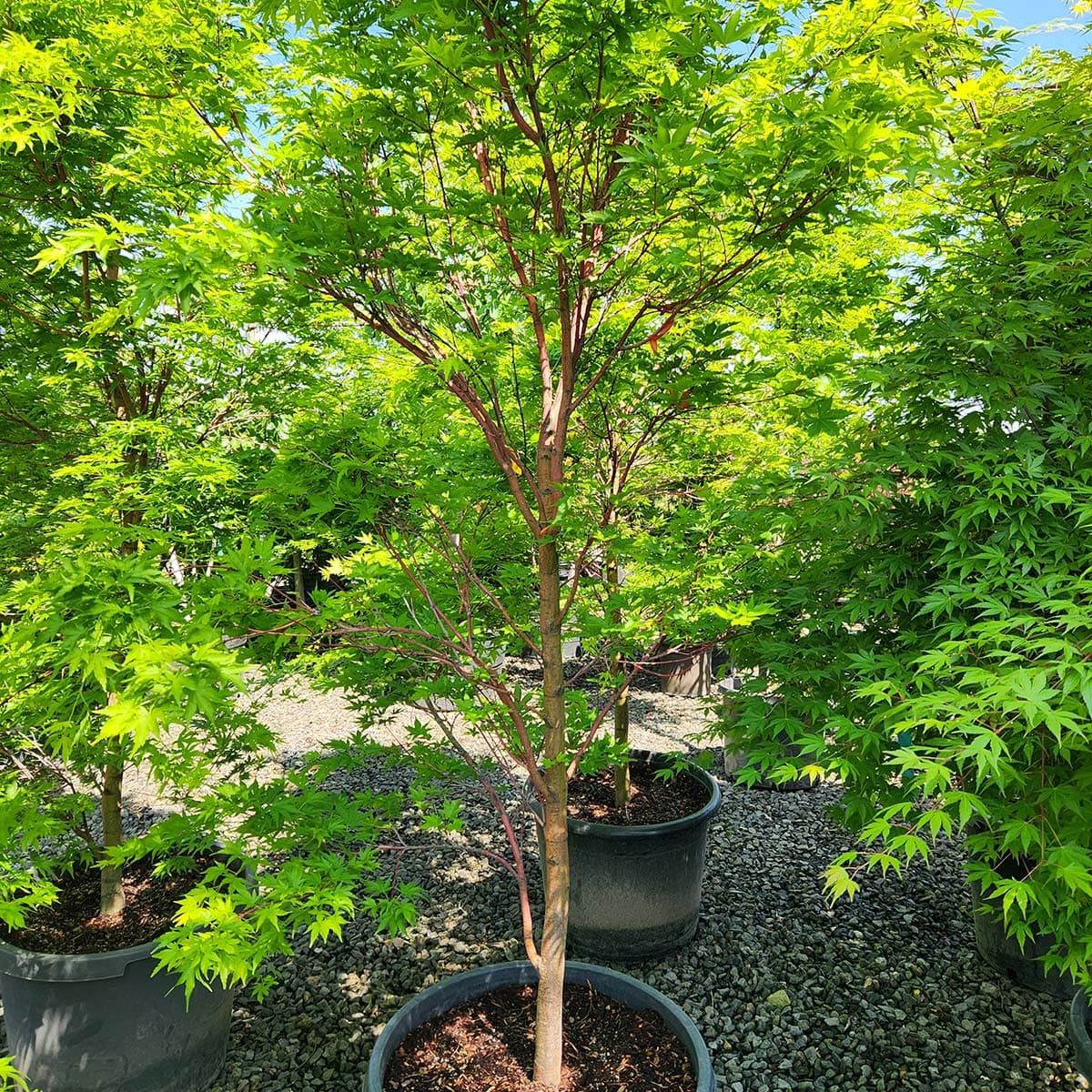 Beautiful Sangu Kaku Coral Bark Maple tree with bright green leaves and red bark at The Nursery Outlet. - Photo 1