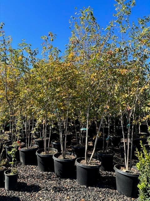 Group of Autumn Brilliance Serviceberry ‘Multi-Stem’ trees with white flowers and vibrant fall foliage. - Photo 1