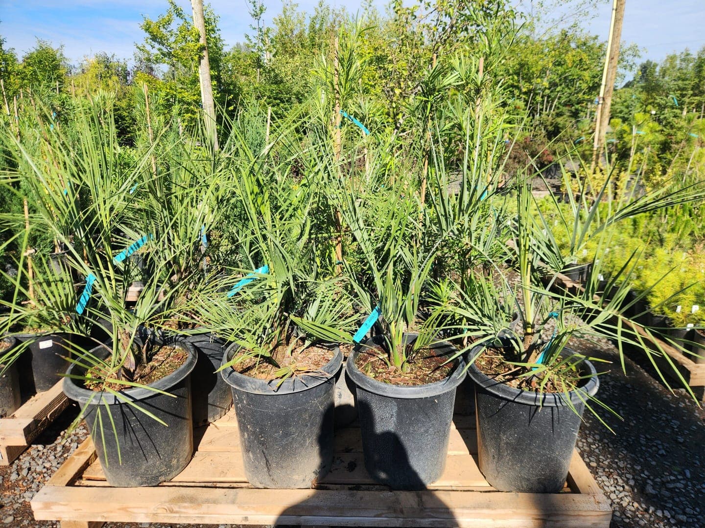 Butia capitata 'Jelly Palm'/Jelly Palm Tree - Photo 1