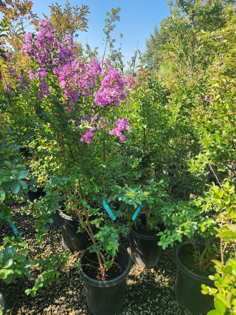Beautiful purple-blooming Catawba Crape Myrtle with lush green foliage, available at The Nursery Outlet. - Photo 1
