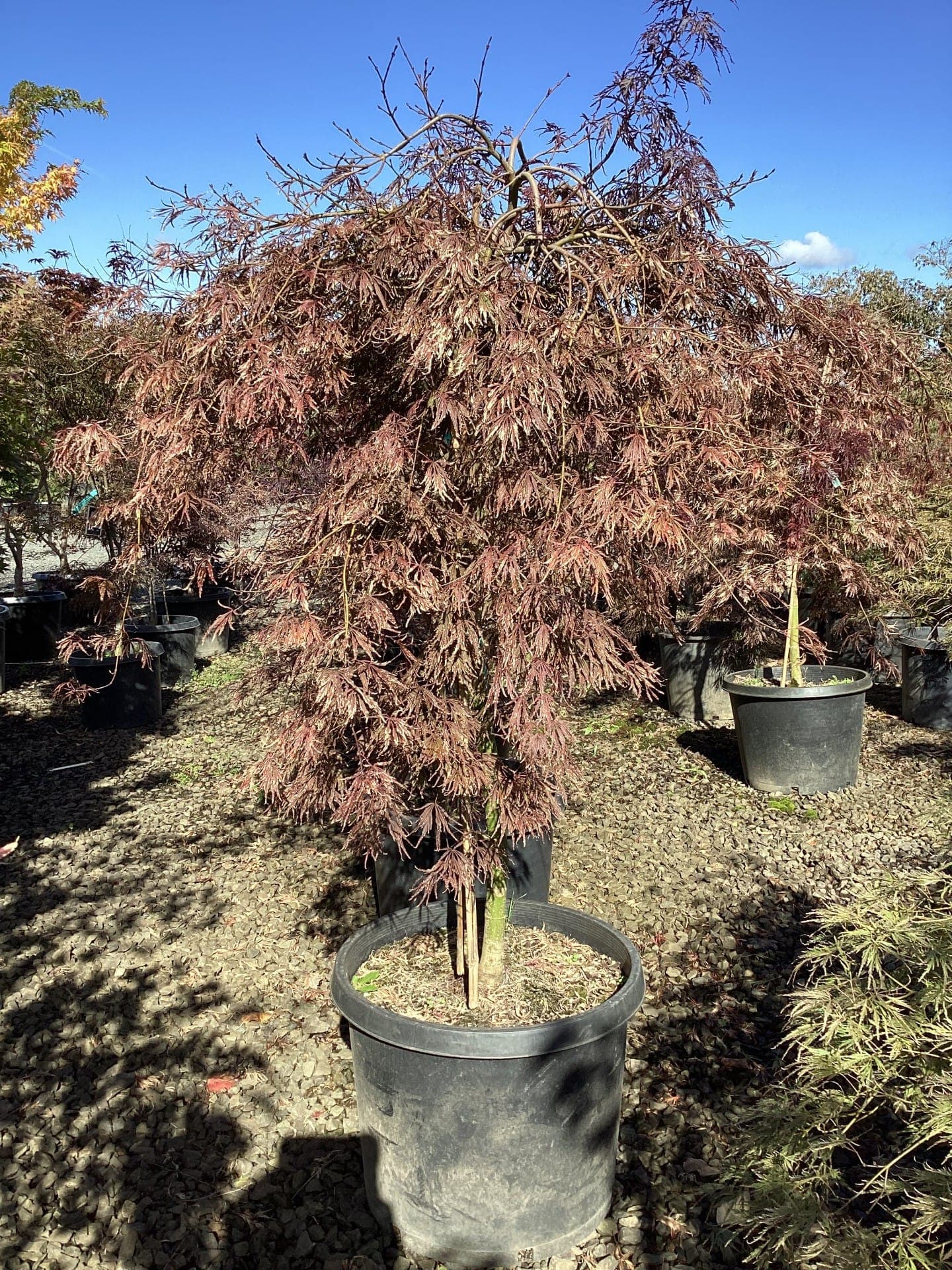 Acer palmatum var. dissectum 'Crimson Queen'/Crimson Queen Laceleaf Japanese Maple - Photo 1