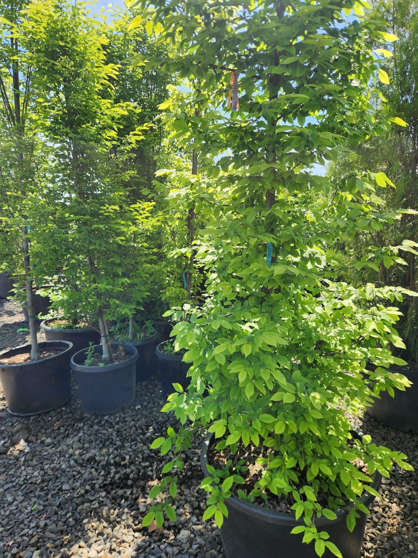 Group of European Hornbeam trees with lush green leaves, ideal for hedges or shade. - Photo 1