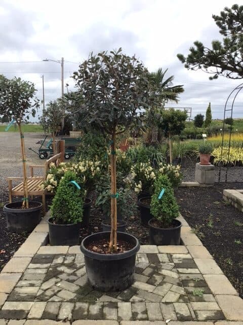 Feijoa sellowiana 'Standard'/Pineapple Guava 'Standard'