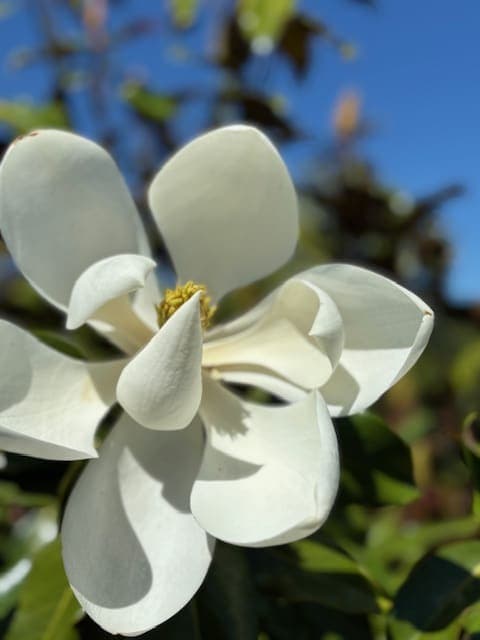 Beautiful Kay Parris Magnolia tree with dark green leaves and a few hydrangeas in pots at The Nursery Outlet. - Photo 1