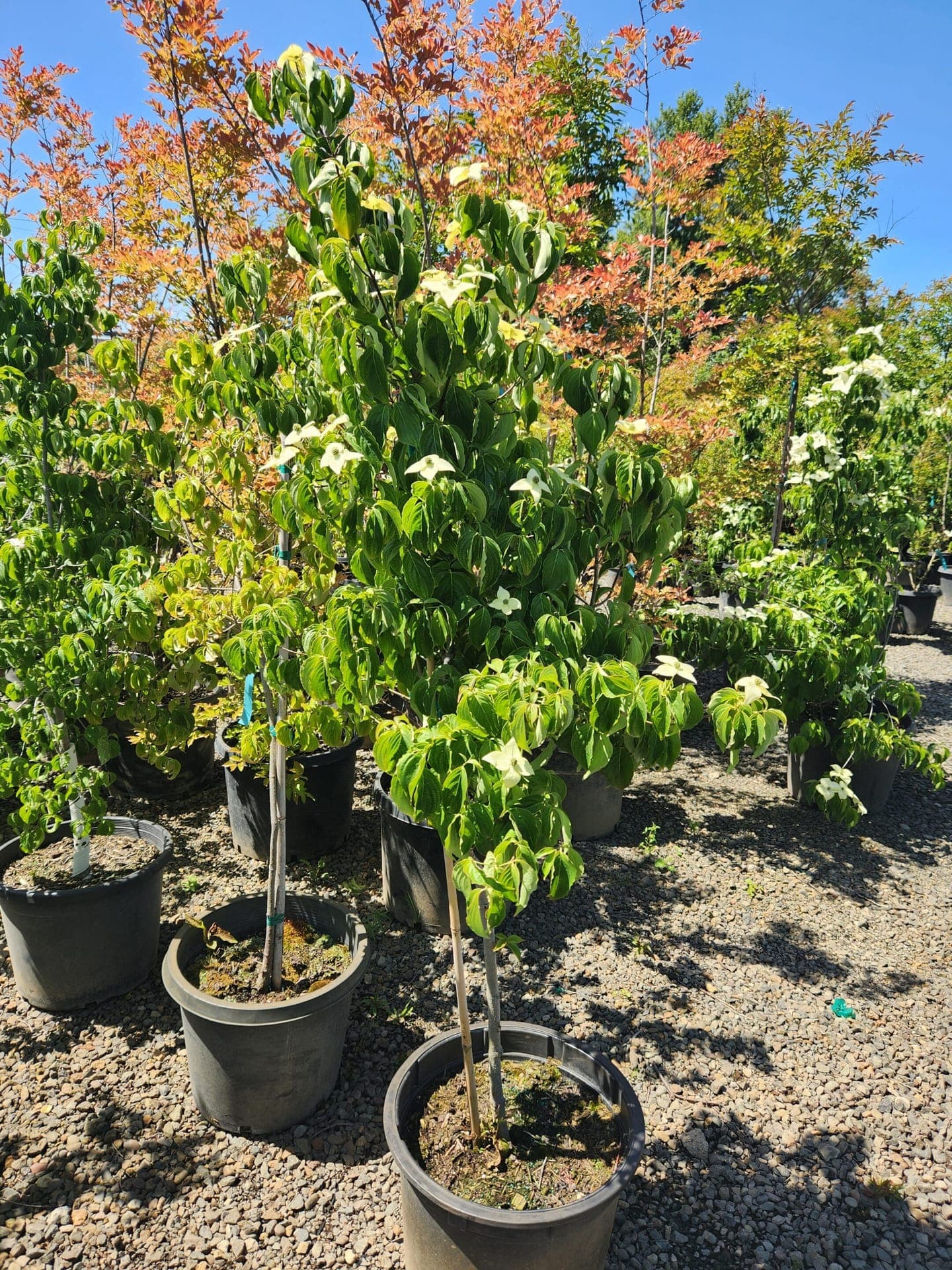 Potted Kousa Dogwood tree with white star-shaped flowers and lush green leaves. - Photo 1