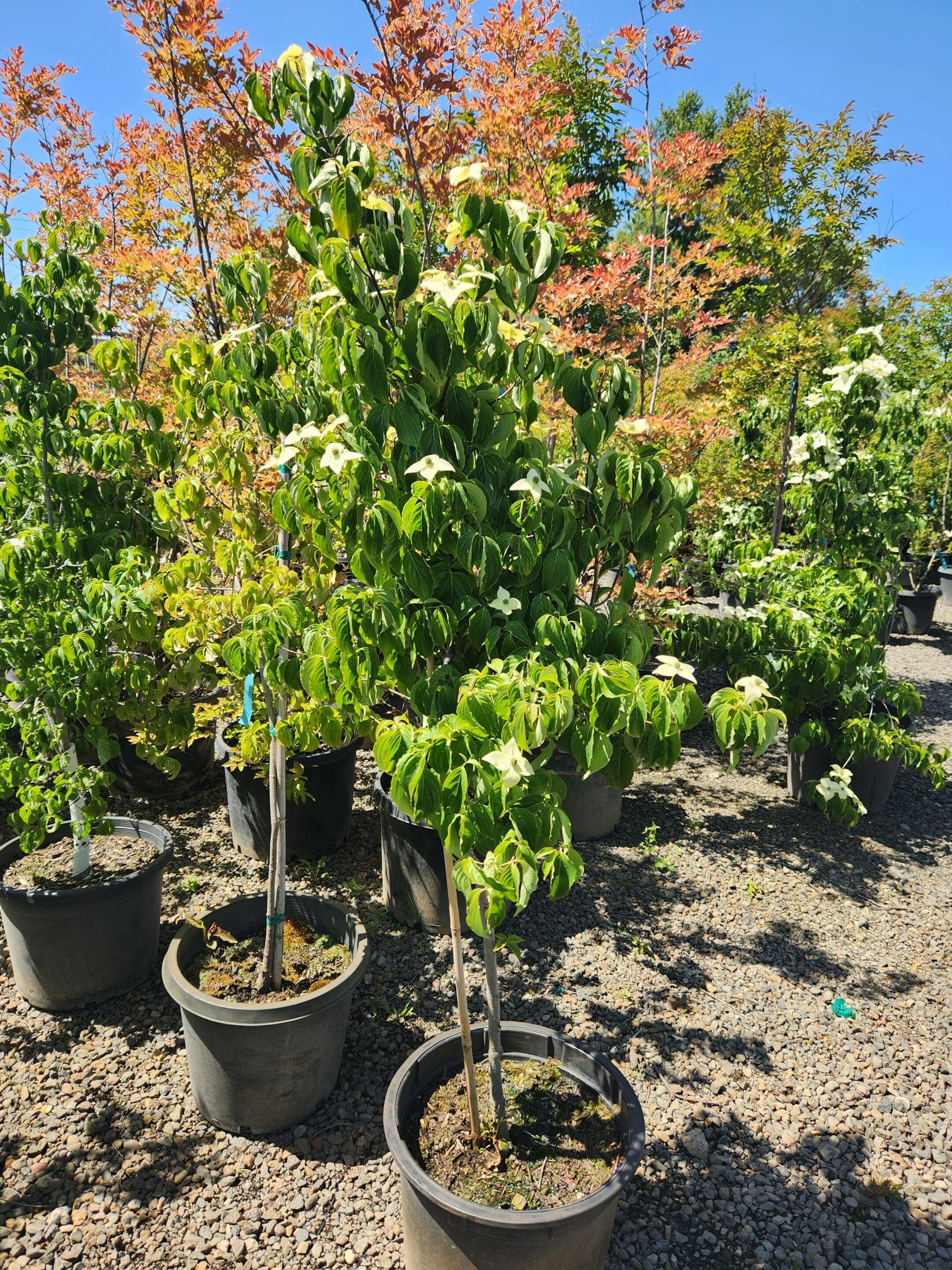 Potted Kousa Dogwood tree with white star-shaped flowers and lush green leaves. - Photo 1