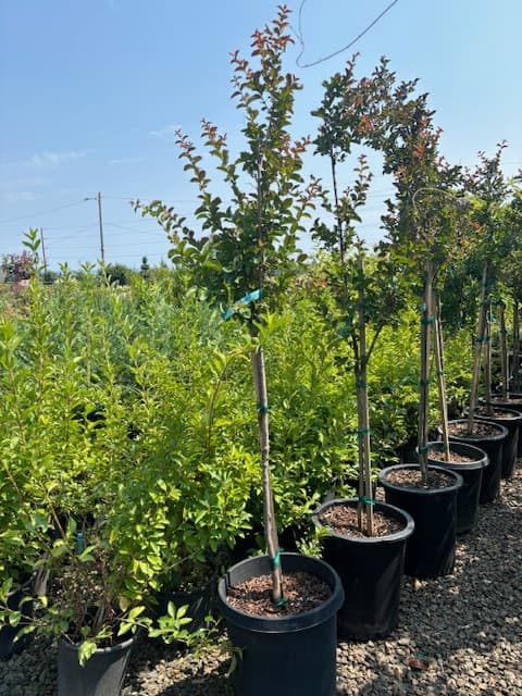 Row of healthy Arapaho Crape Myrtle trees with reddish new growth, thriving in pots at The Nursery Outlet. - Photo 1