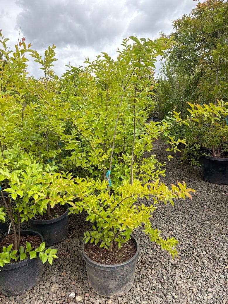 Lagerstroemia indica x fauriei 'Muskogee'/Muskogee Crape Myrtle