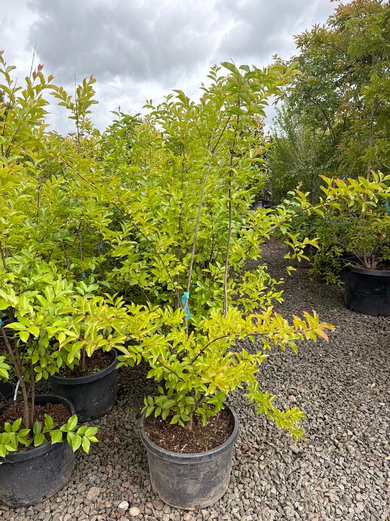 Lagerstroemia indica x fauriei 'Muskogee'/Muskogee Crape Myrtle - Photo 1