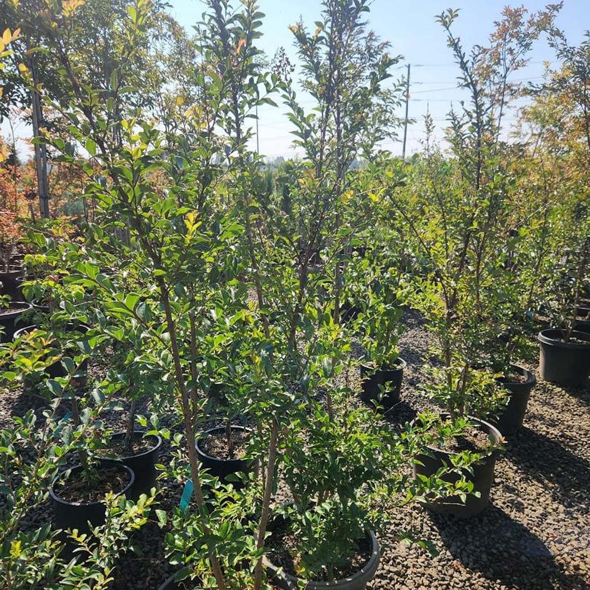 Rows of dormant multi-stem Natchez Crape Myrtle trees in pots, perfect for winter garden interest.
