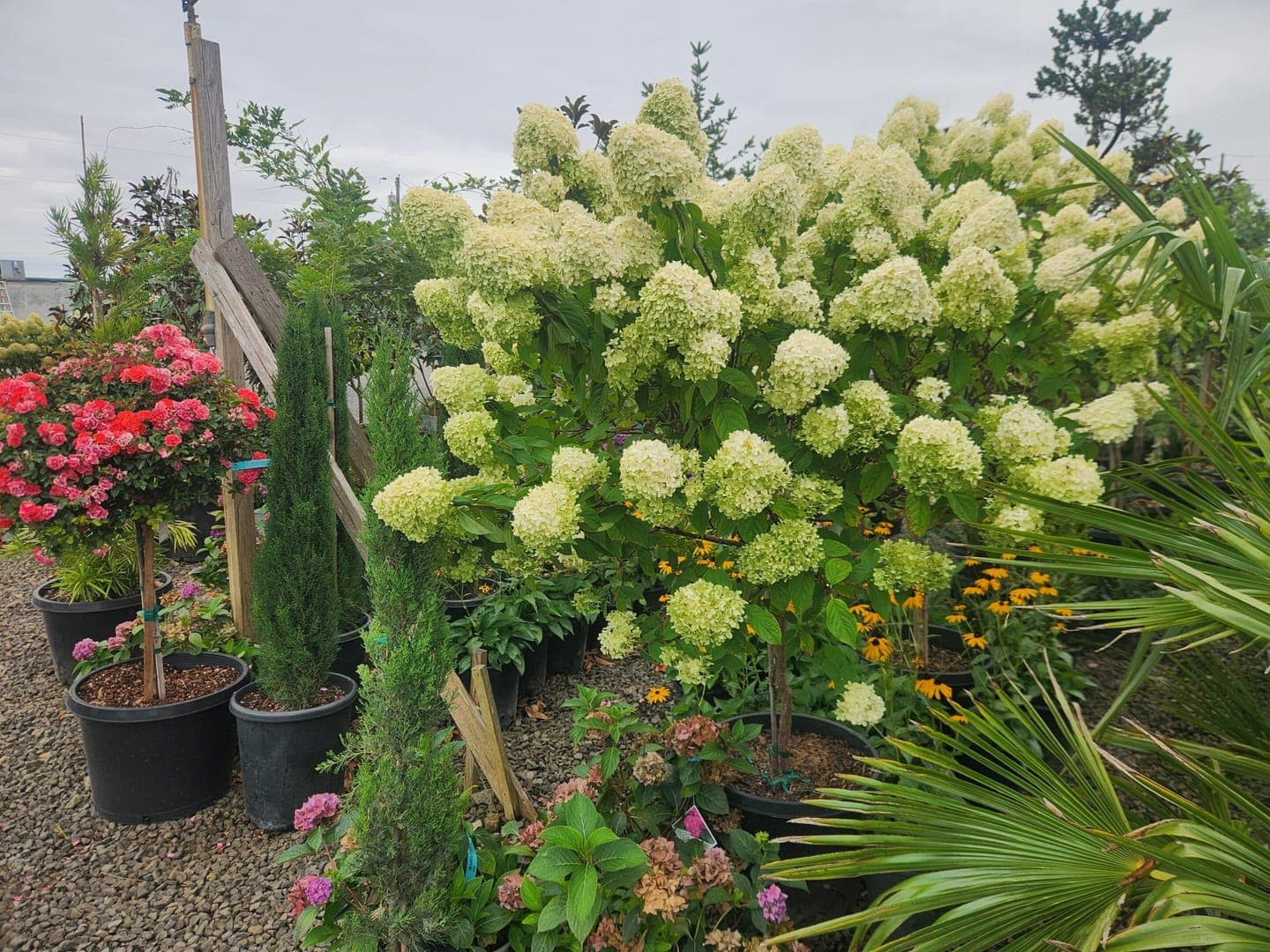 Group of Limelight Hydrangeas with large, lime-green blooms turning pink in fall.