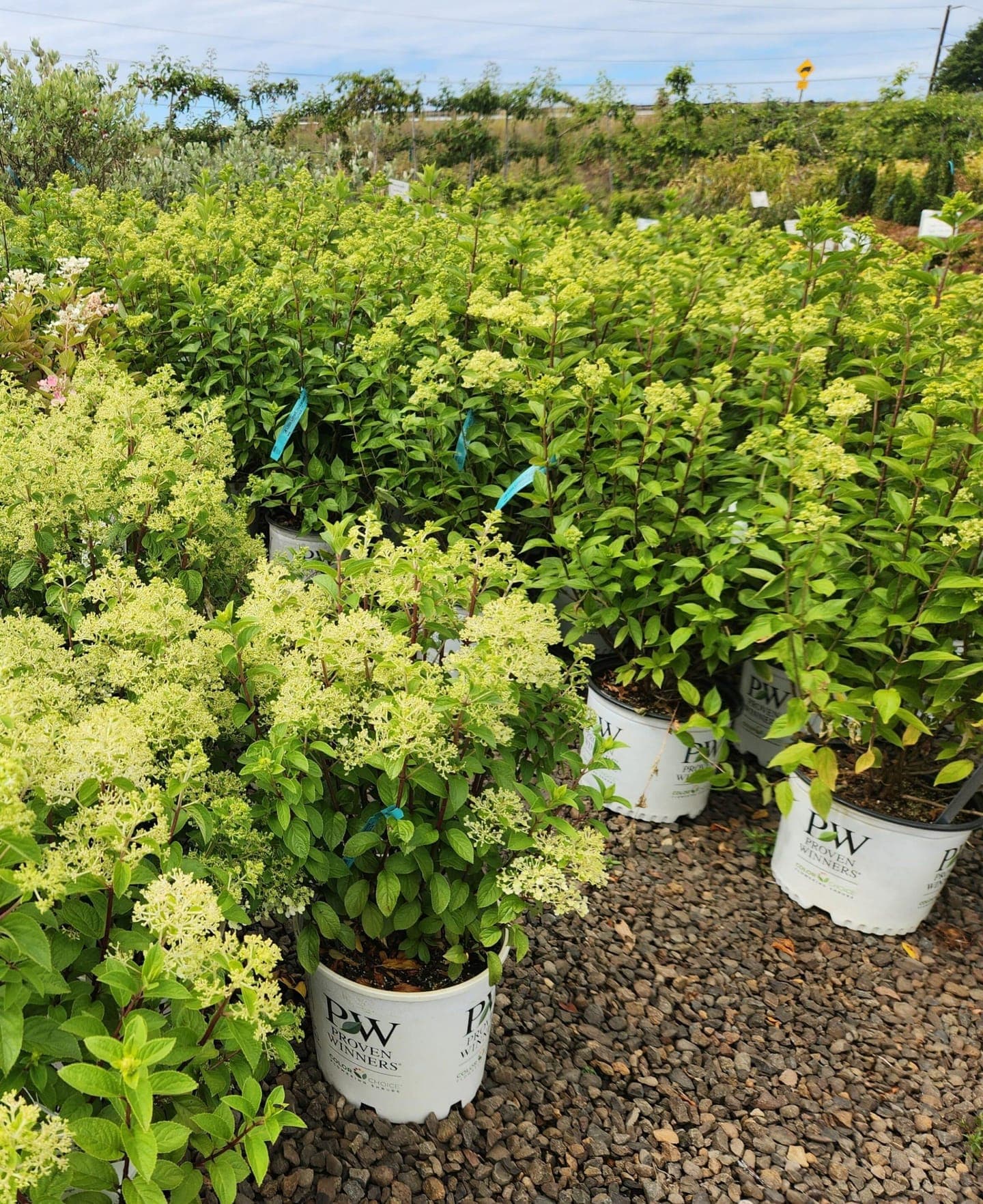 Group of Little Lime Hydrangeas with lime-green blooms, ideal for smaller spaces.