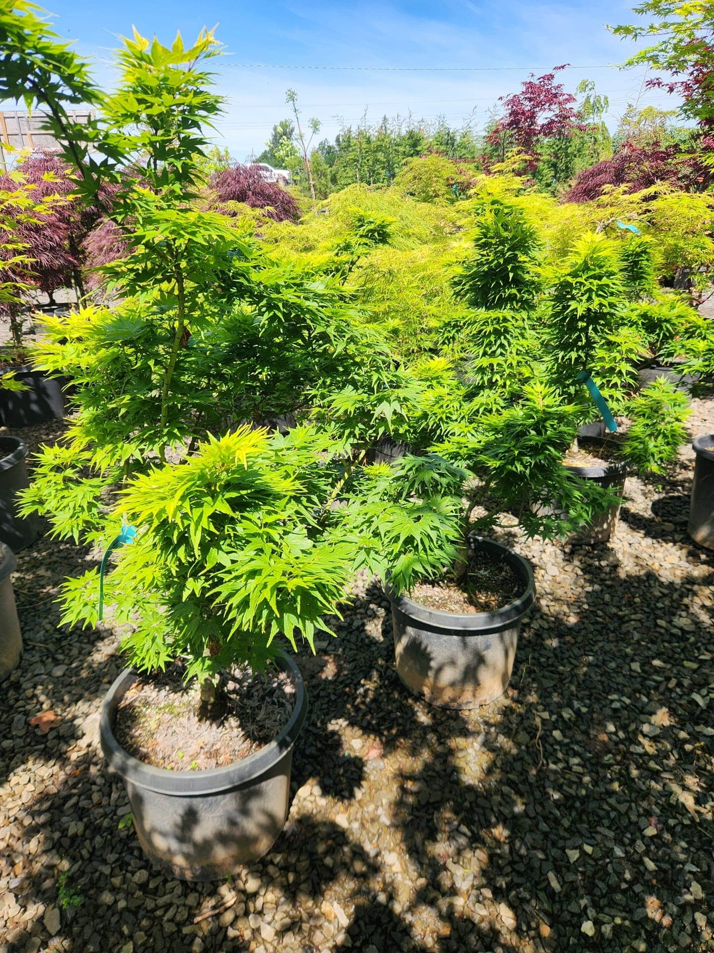 Group of Mikawa Yatsubusa Japanese Maples with compact, dense foliage.