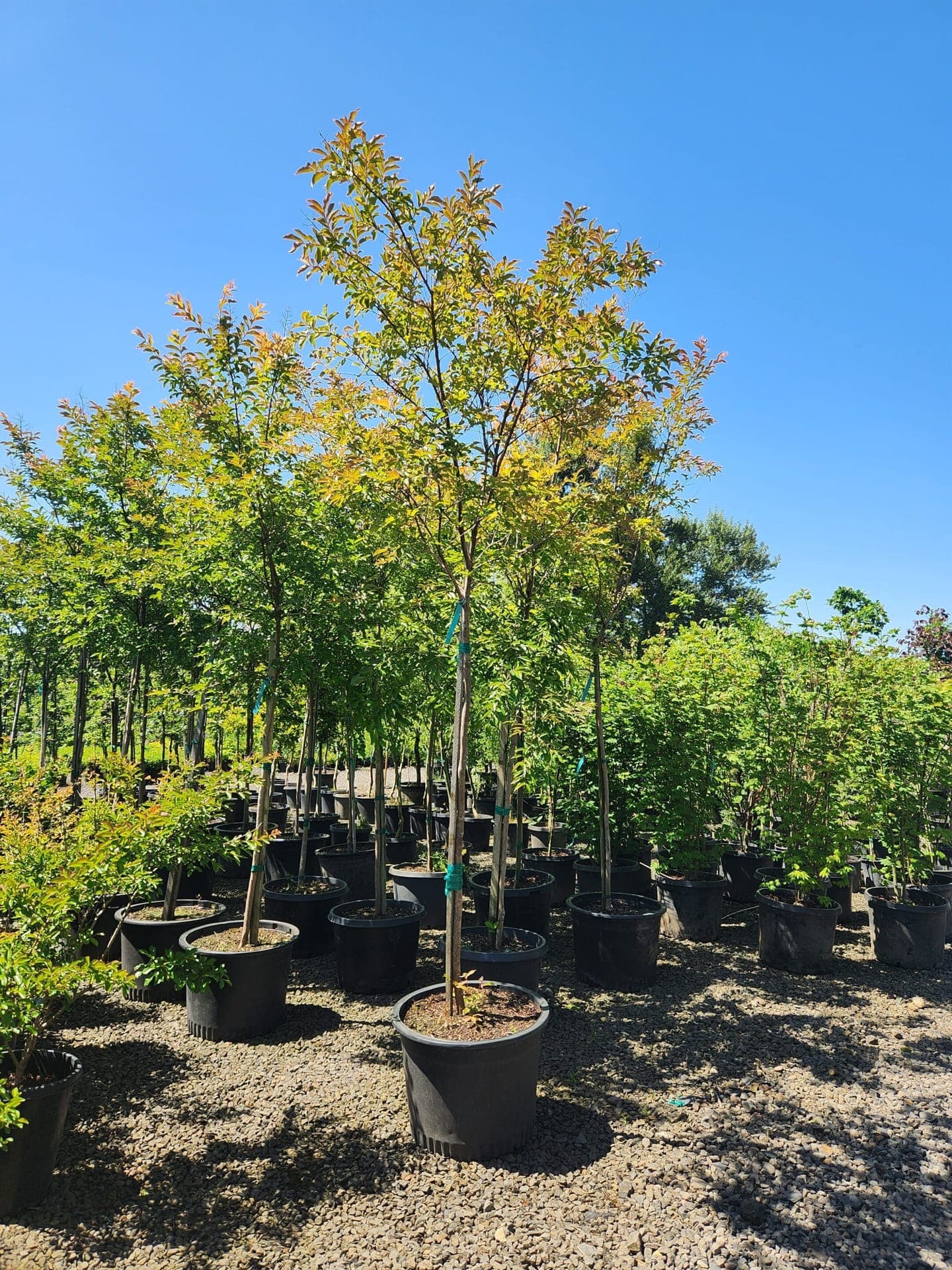Potted Natchez Crape Myrtle with white blooms and smooth, exfoliating bark.
