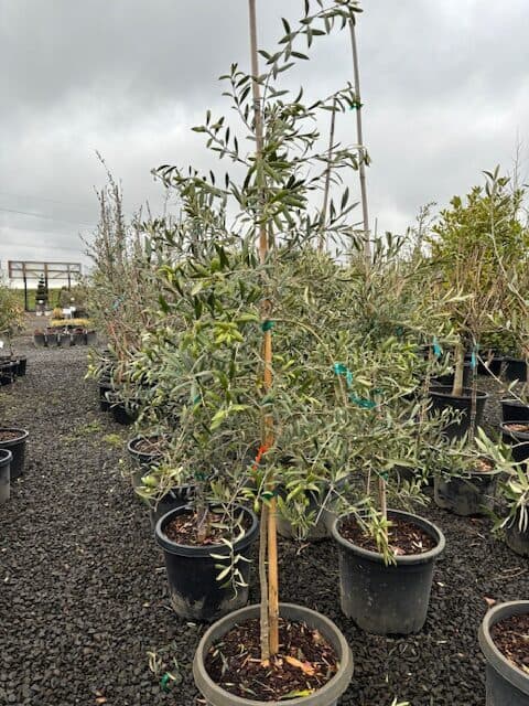Olea europaea 'Arbequina'/Arbequina Olive Tree