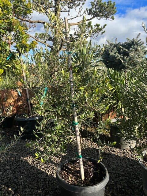 Olea europaea 'Arbosana'/Arbosana Olive Tree