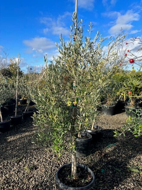 Olea europaea 'Koroneiki'/Koroneiki Olive Tree