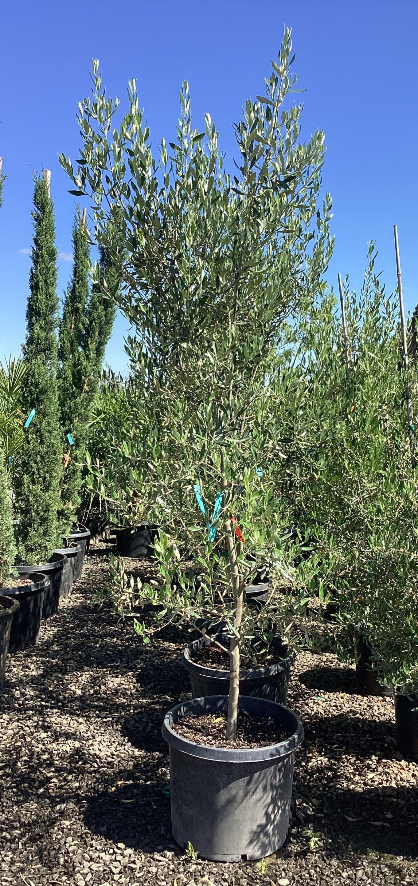 Olea europaea 'Manzanillo'/Manzanillo Olive Tree