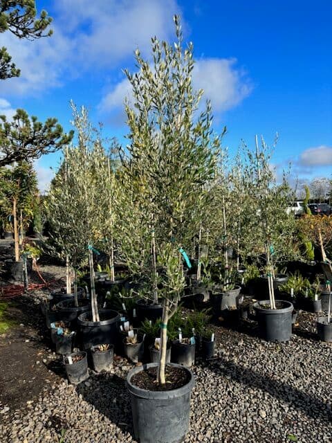 Olea europaea 'Mission'/Mission Olive Tree - Photo 1