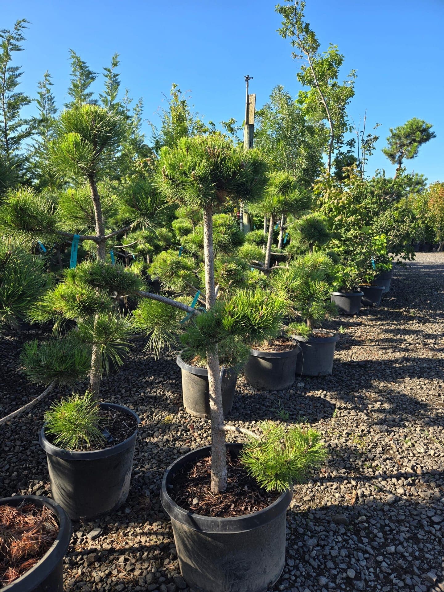 Pinus nigra 'Pom Pom'/Austrian Pine 'Pom Pom' - Photo 1
