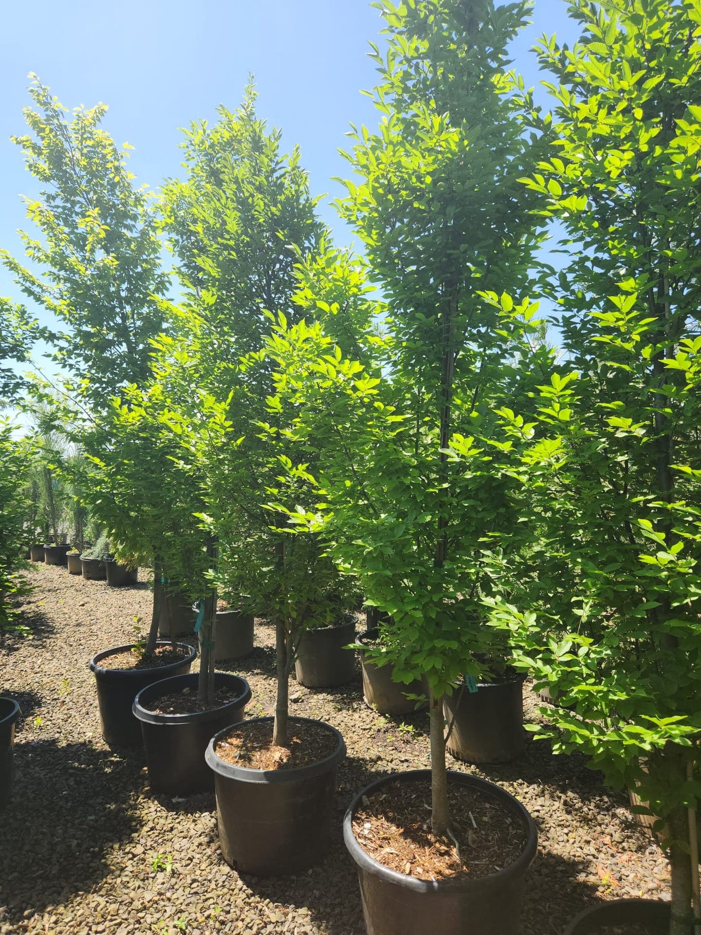 Group of Pyramidal Hornbeam trees with a formal, columnar shape and vibrant foliage.
