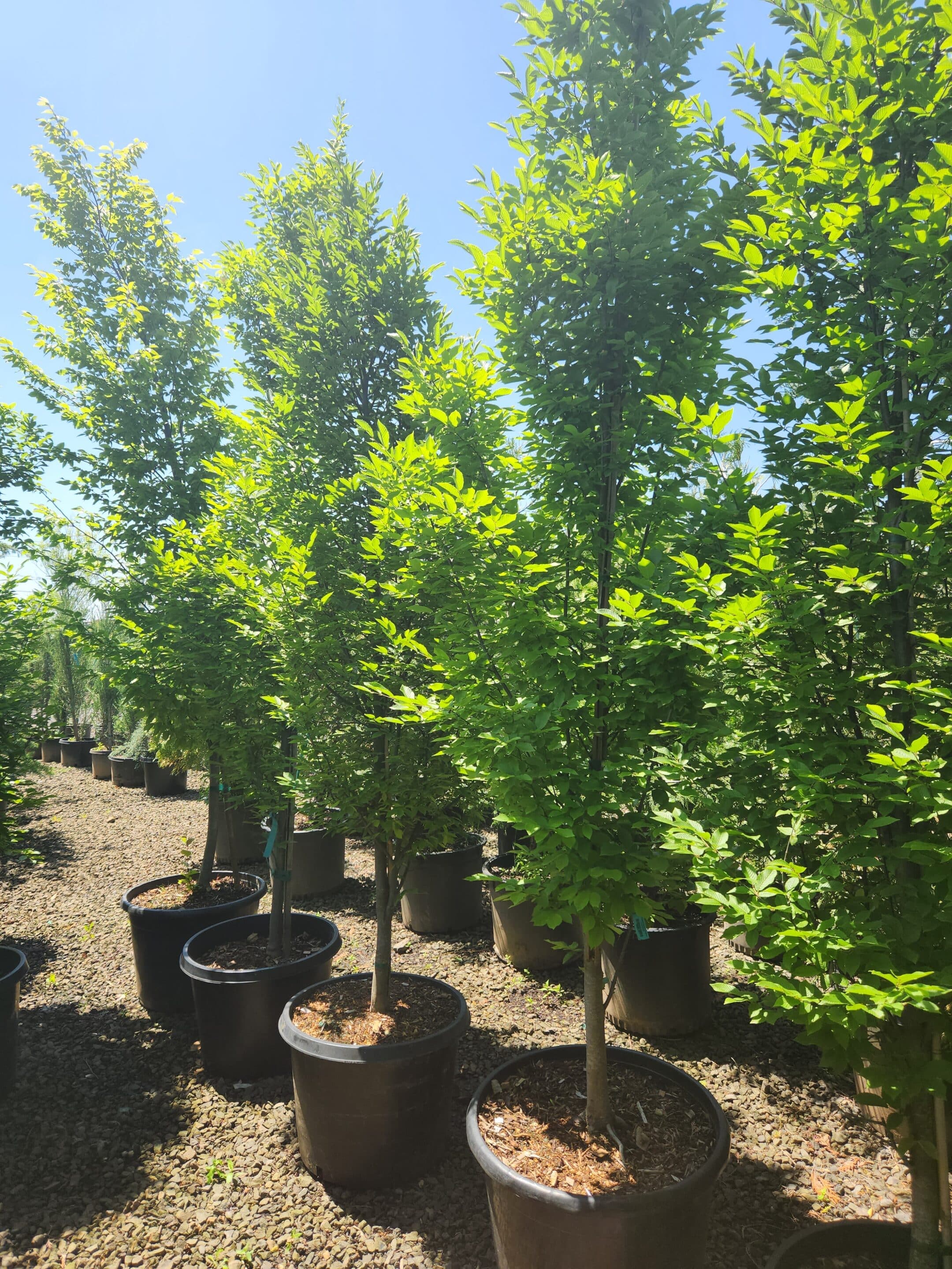 Group of Pyramidal Hornbeam trees with a formal, columnar shape and vibrant foliage. - Photo 1