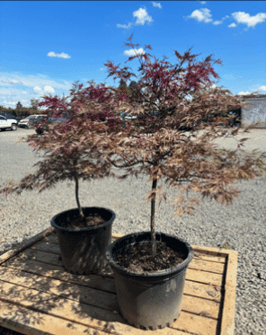 Group of Red Dragon Japanese Maples with vibrant red, cascading foliage.