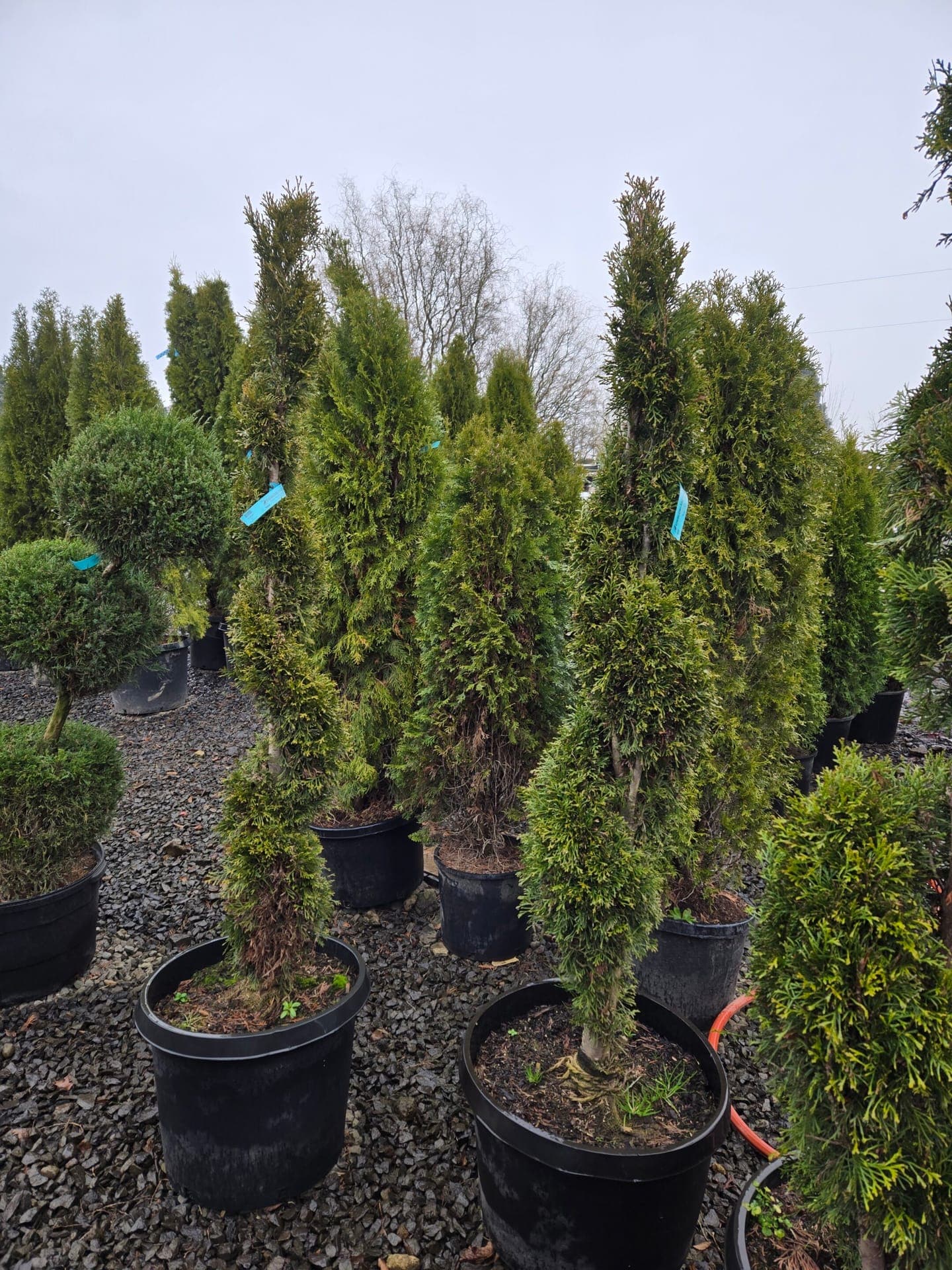 Thuja Occidentalis 'Smaragd' 'Spiral'/Emerald Green Arborvitae 'Spiral' - Photo 1