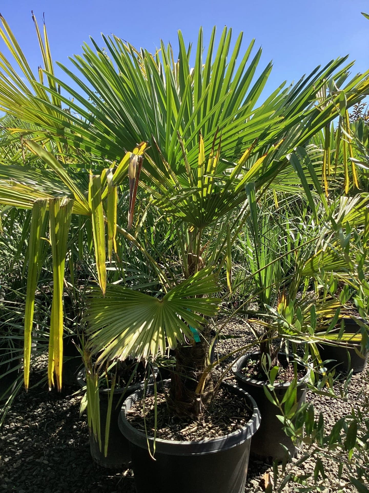 Trachycarpus fortunei / Windmill Palm Tree - Photo 1