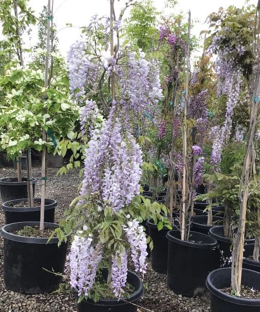 Potted Chinese Wisteria with cascading purple flowers and green foliage. - Photo 1