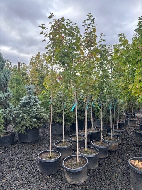 Group of Armstrong Maples with tall, upright trunks and colorful autumn leaves.