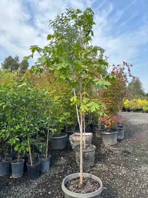 Young Big Leaf Maple tree with green leaves, standing tall in a pot at The Nursery Outlet.