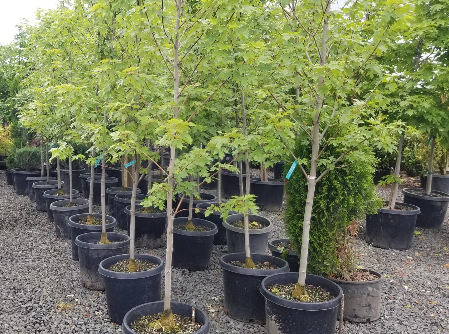 Acer rubrum 'Red Sunset'/Red Sunset Maple - Photo 1