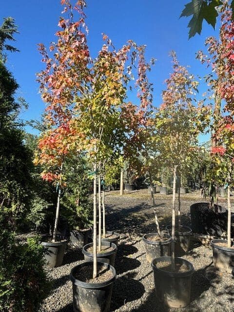 Best Outdoor Nursery: The Nursery Outlet's leaf icon