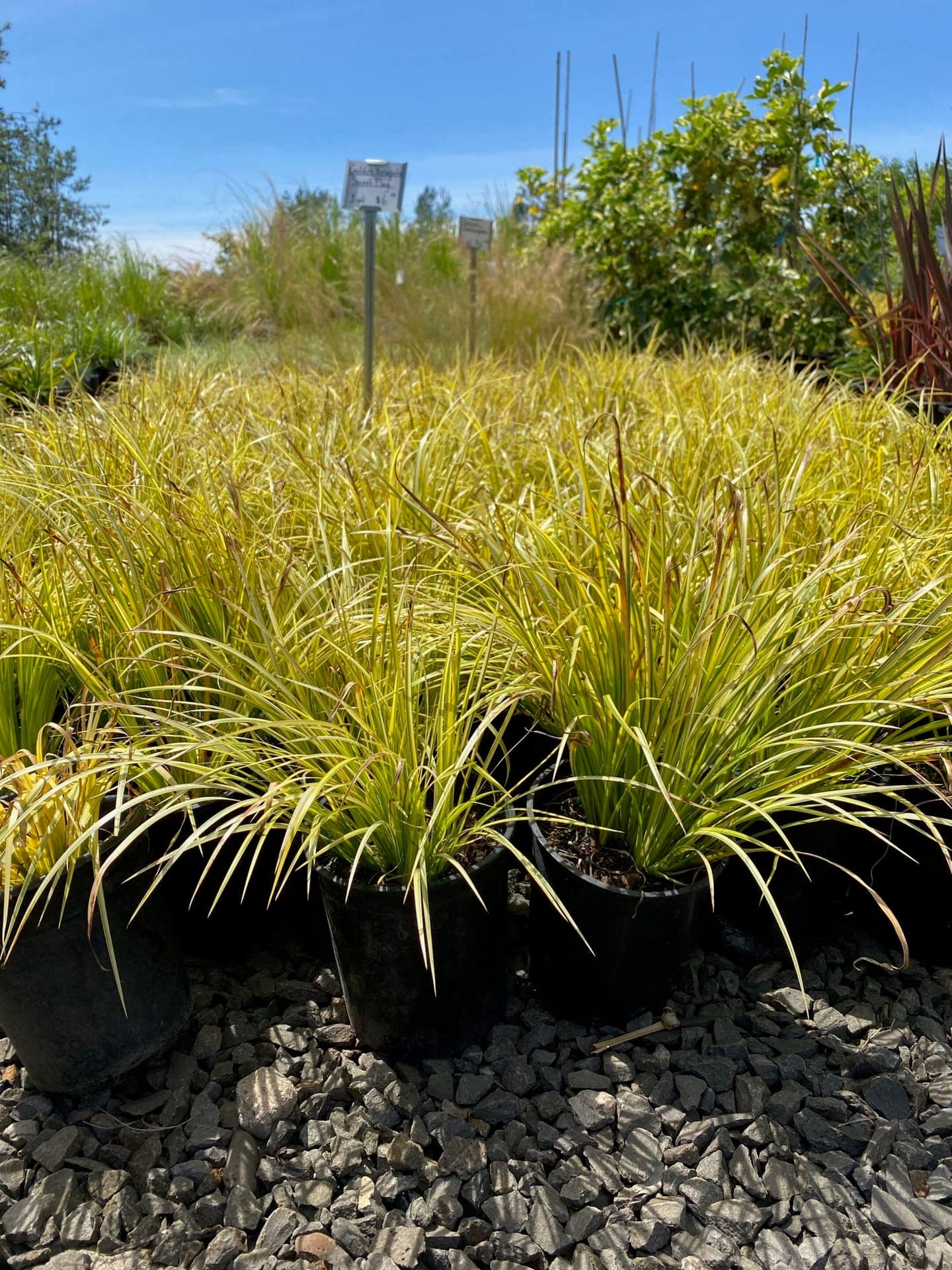 A group of Sweet Flag Grass plants with dense, upright foliage, ideal for wetland landscaping.